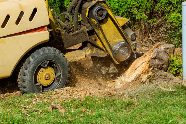 Best Tree Cutting Near Me  in Truth Or Consequences, NM